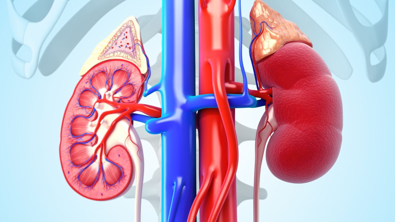 Kidney Treatment In India