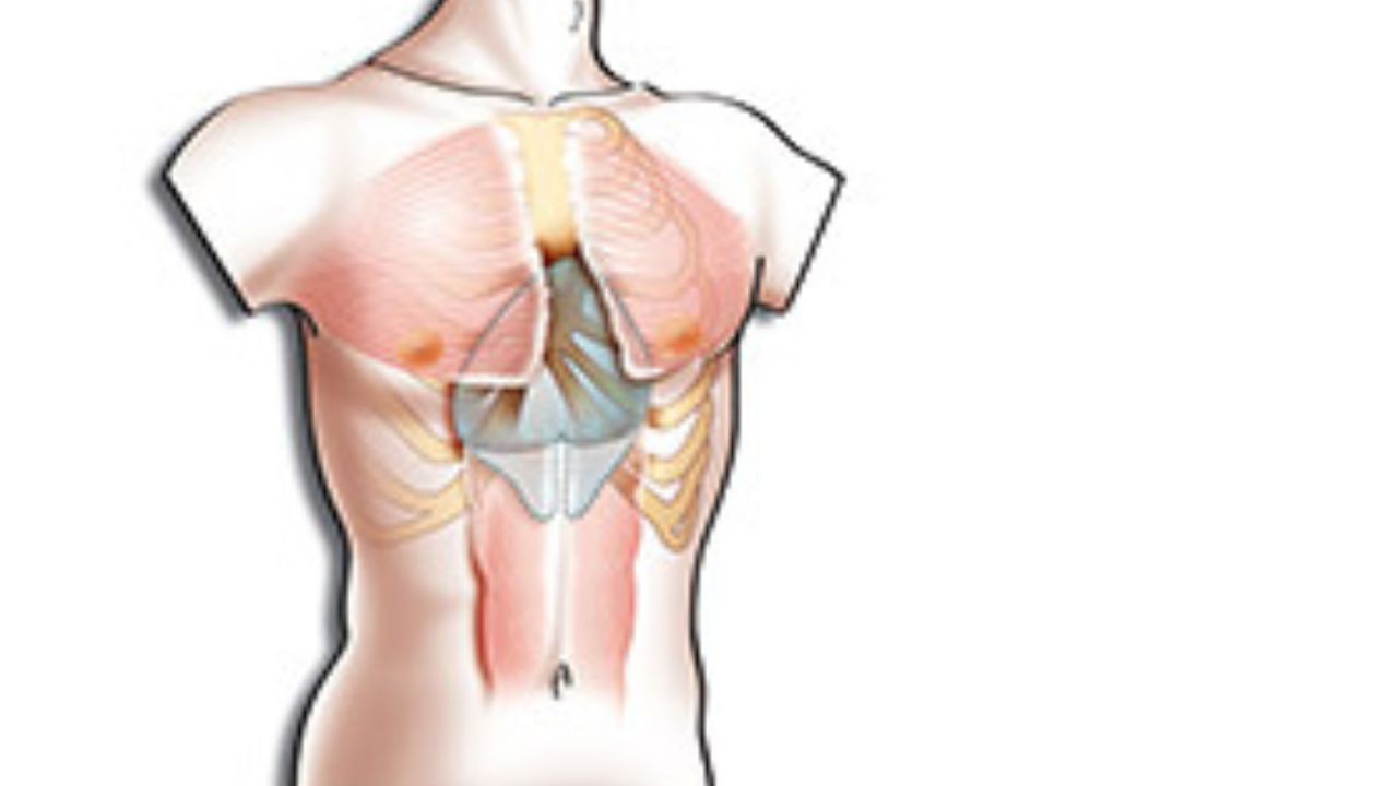 Pectoral Implants In India